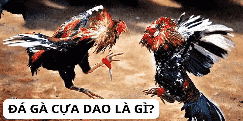 Đá gà cựa dao là trò chơi truyền thống nổi tiếng ở khu vực Đông Nam Á