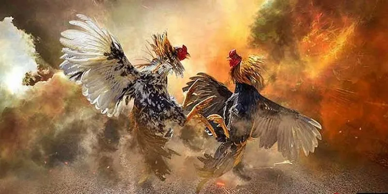 Tìm hiểu rõ nét về đá gà cựa kim