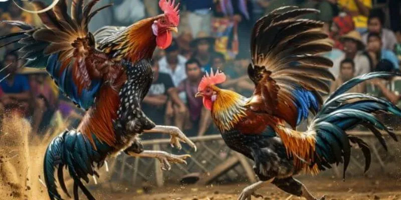 Hiểu rõ các yếu tố quan trọng để nắm chắc phần thắng trong game đá gà